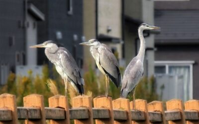 Alexanderteknik kan hjælpe på flere planer