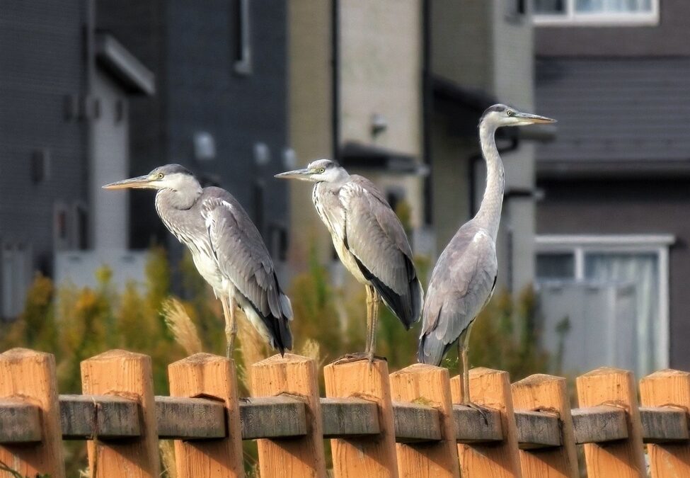 Alexanderteknik kan hjælpe på flere planer