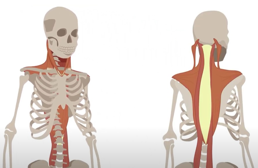 2 min. video: Hvordan virker alexanderteknik?